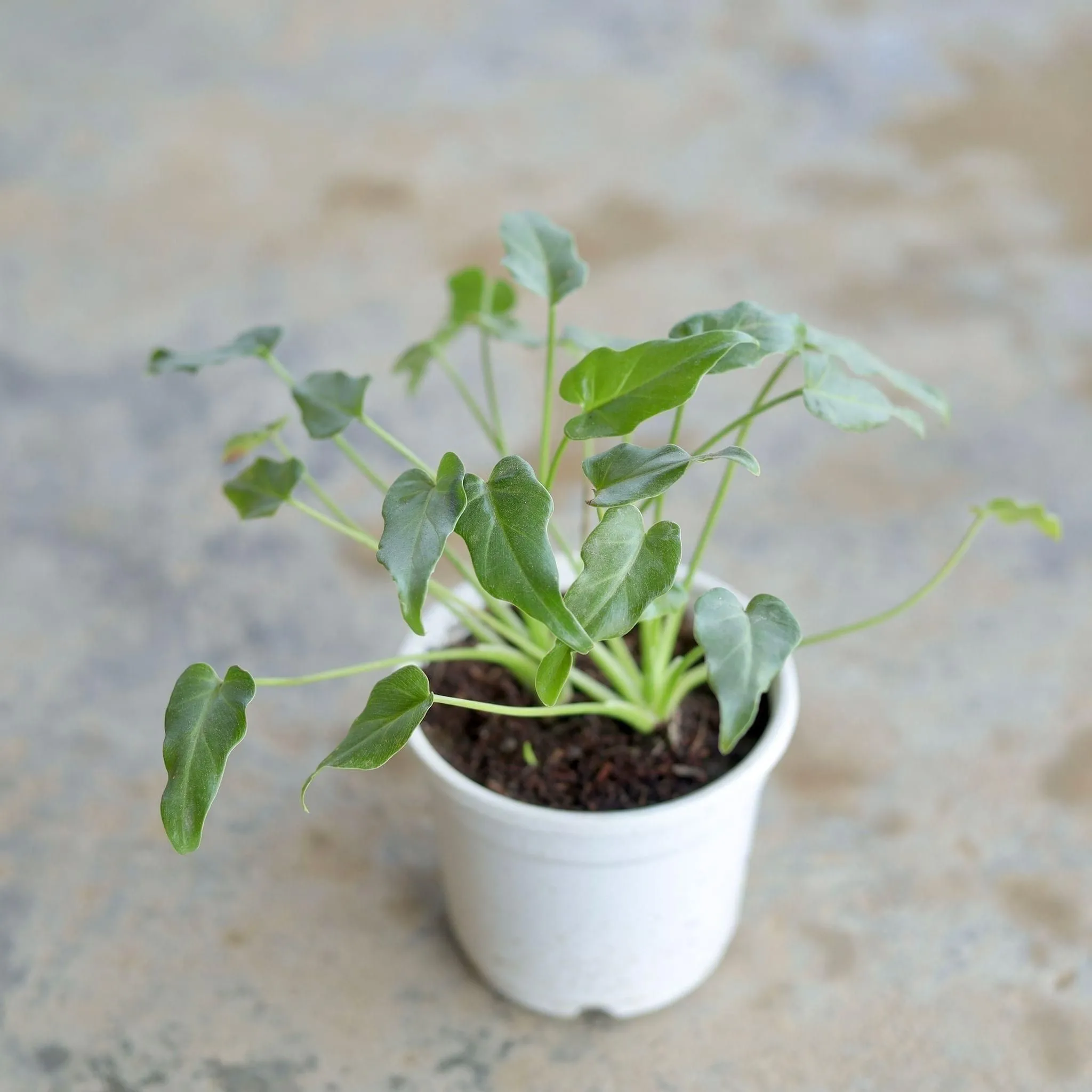 Dwarf Xanadu in 4 Inch White Nursery Pot