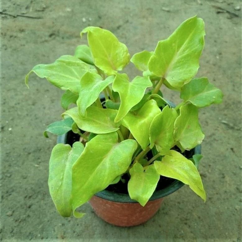 Xanadu Dwarf Golden in 4 Inch Nursery Pot