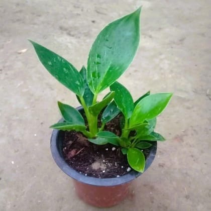 Buy Philodendron Birkin 2 In 1 In 4 Inch Nursery Pot Online | Urvann.com