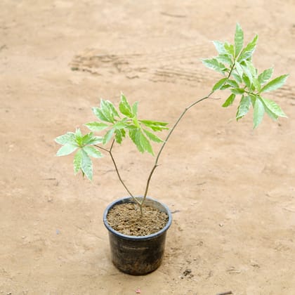 Buy Chandni Variegated  in 6 Inch Plastic Pot Online | Urvann.com