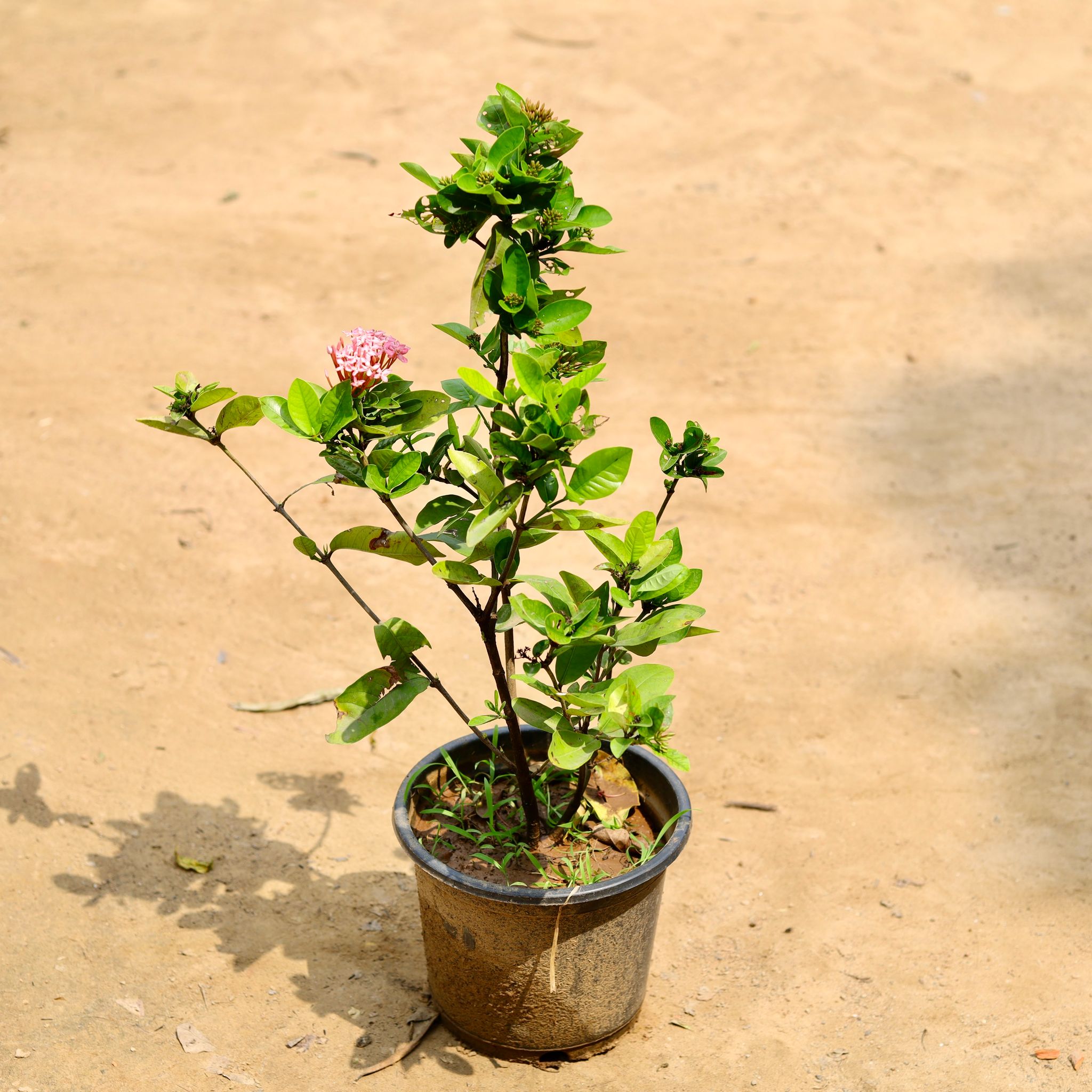 Ixora ~ 1 Ft (any colour) in 8 Inch Nursery Pot