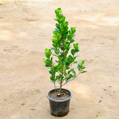 Buy Ficus Moclaim (~ 1.5 Ft) in 8 Inch Plastic Pot Online | Urvann.com