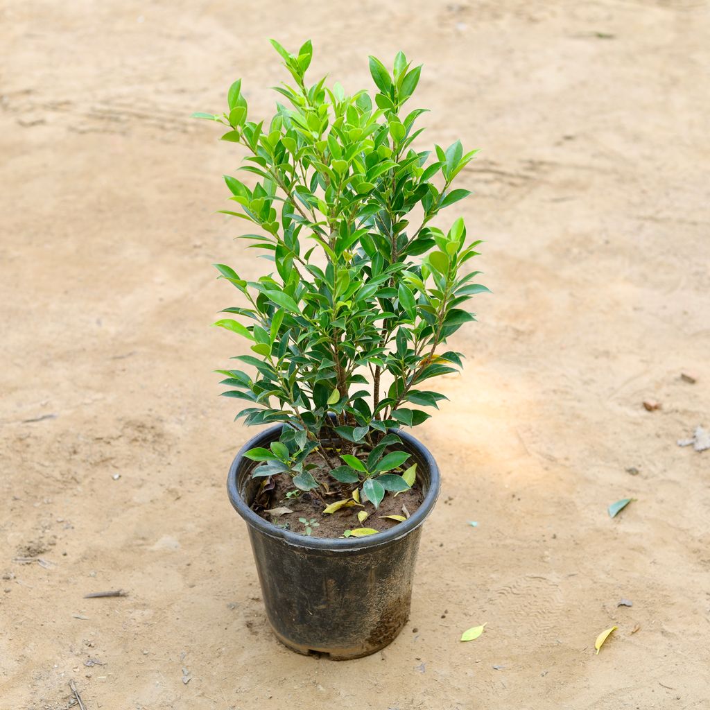 Buy Ficus Green (~ 1.5 Ft) in 8 Inch Plastic Pot Online | Urvann.com Ficus Green (~ 1.5 Ft) in 8 Inch Nursery Pot