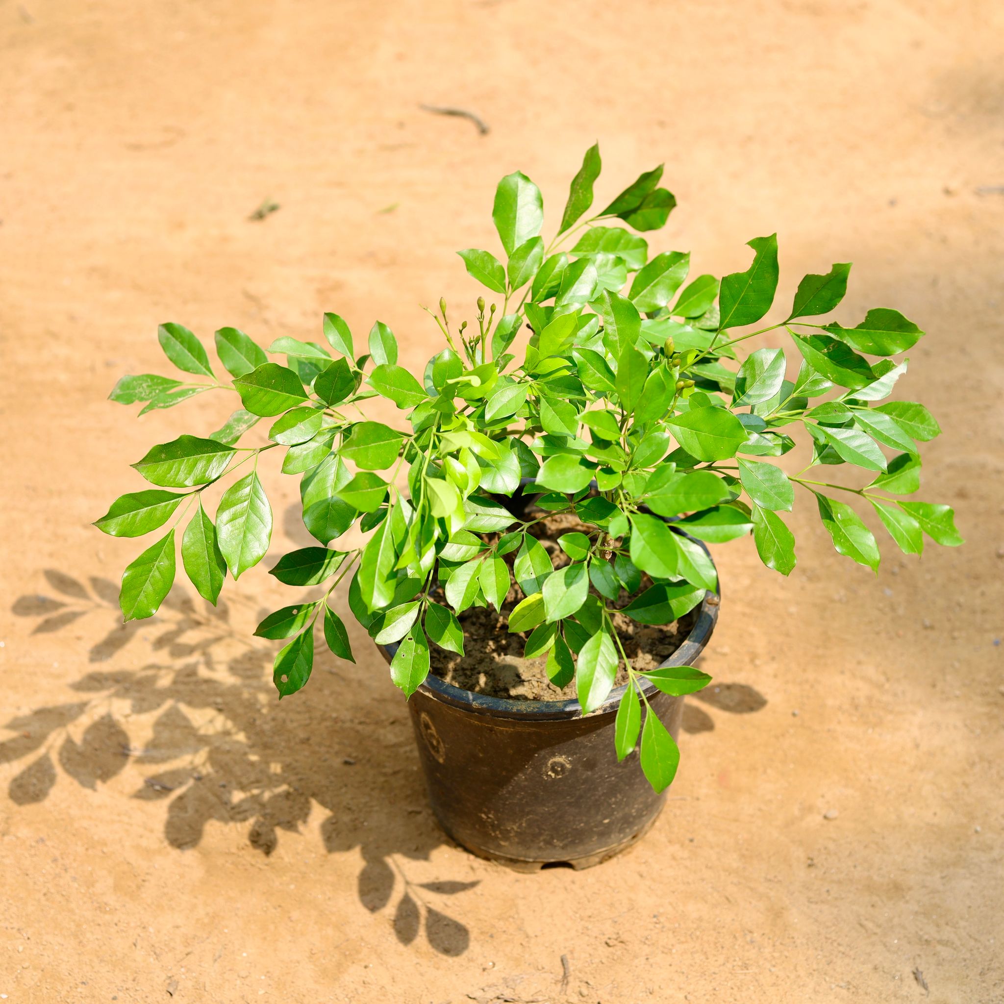 Tecoma Scented (any colour) in 8 Inch Nursery Pot