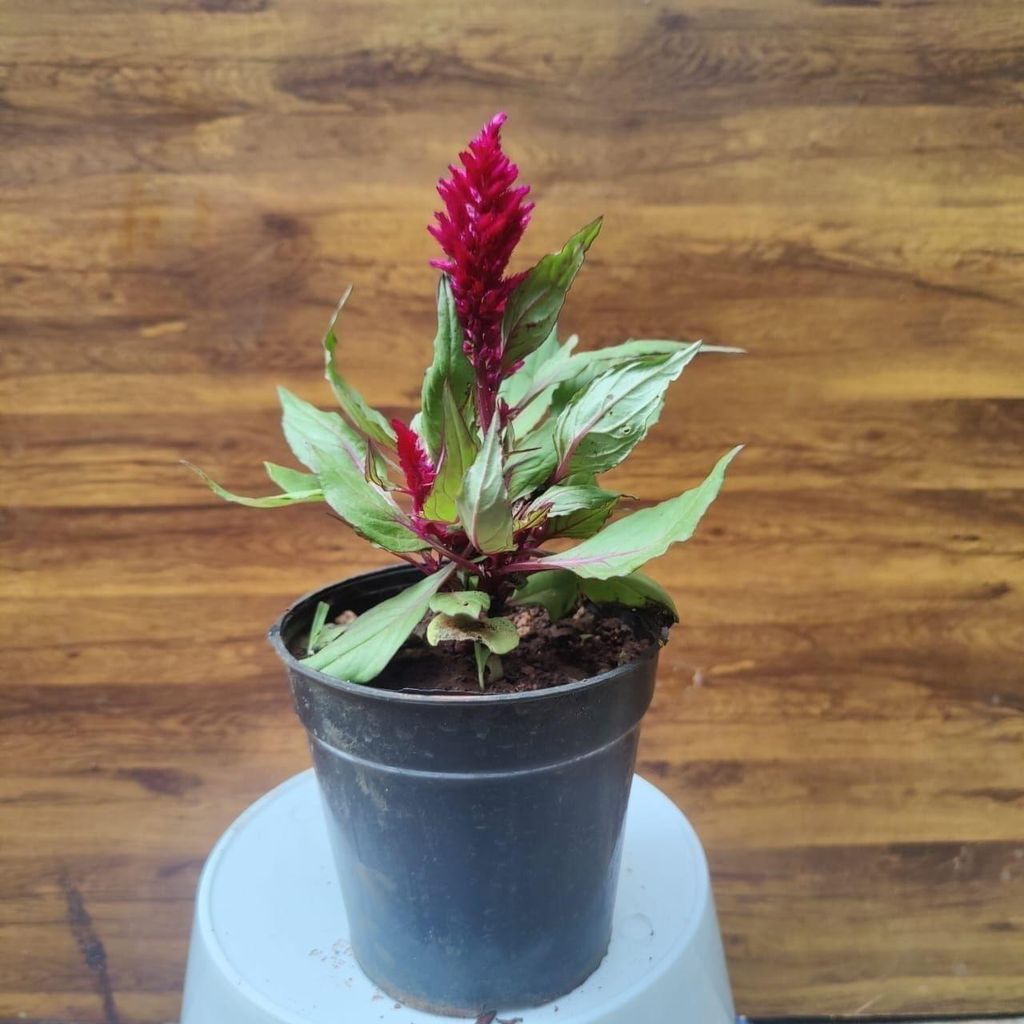 Celosia / Cockscomb Red in 4 Inch Nursery Pot