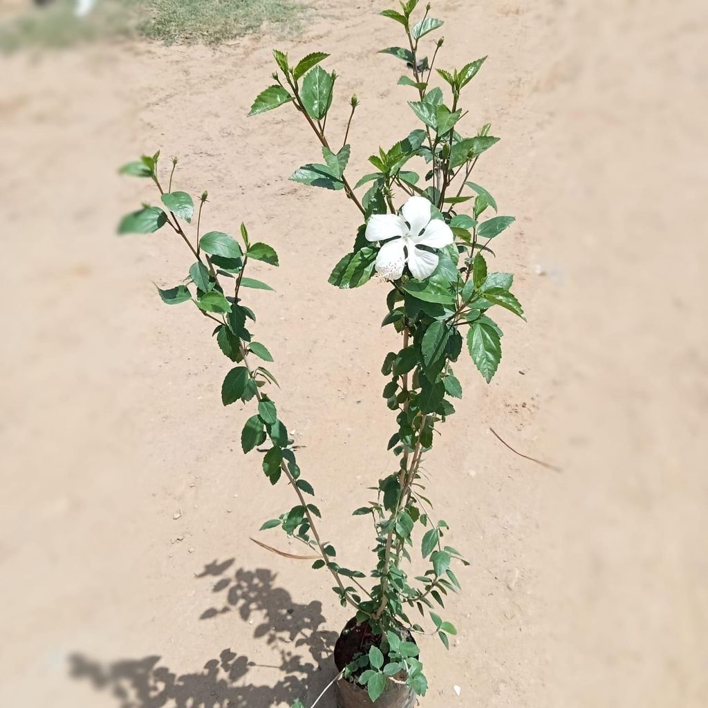 Hibiscus / Gudhal White in 7 Inch Nursery Bag