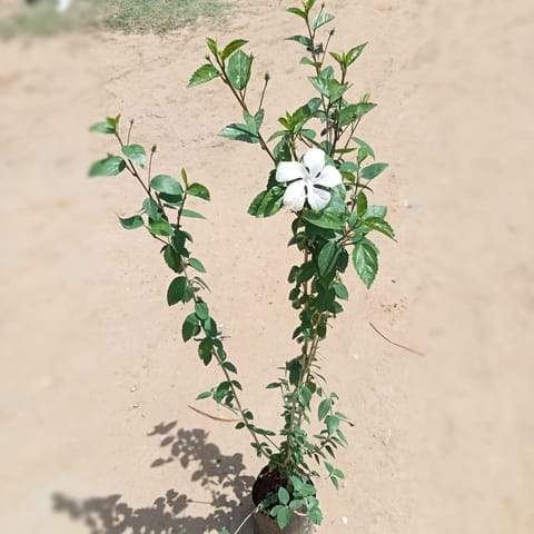 Hibiscus / Gudhal White in 7 Inch Nursery Bag