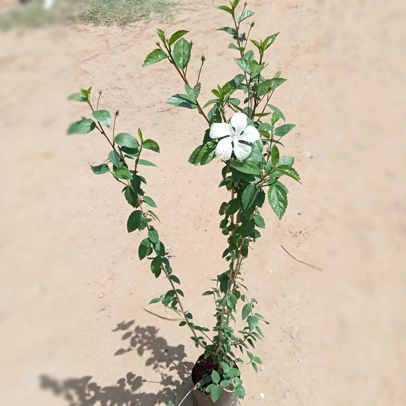 Hibiscus / Gudhal White in 7 Inch Nursery Bag