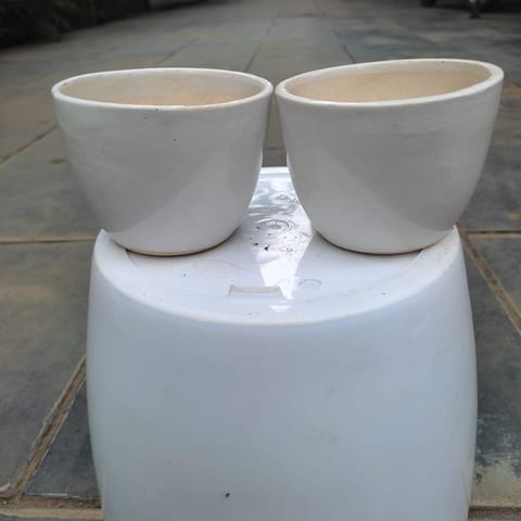 Set of 2 - 3 Inch Crooked Cup Ceramic Pot (any colour)