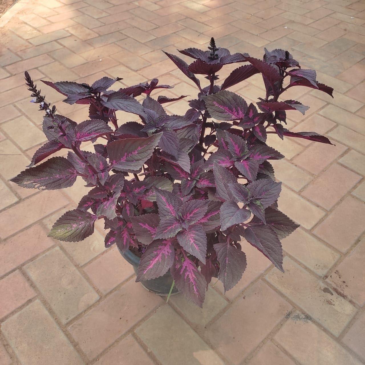 Coleus Red Bushy (any design) in 8 Inch Nursery Pot