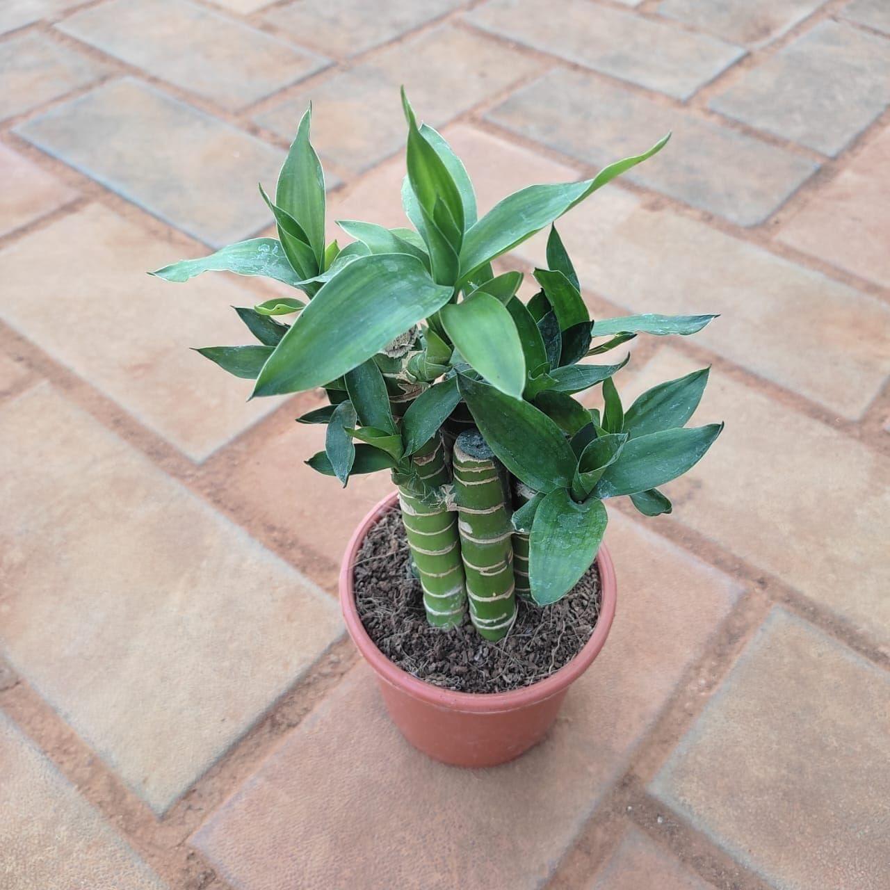 Lucky Bamboo in 3 Inch Nursery Pot