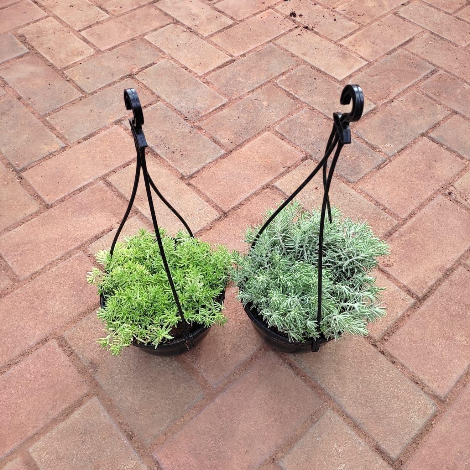 Set of 2 - Sedum Succulent (Yellow & White ) in 5 Inch Black Hanging Basket