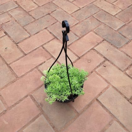 Buy Sedum Yellow Succulent in 5 Inch Black Hanging Basket Online | Urvann.com