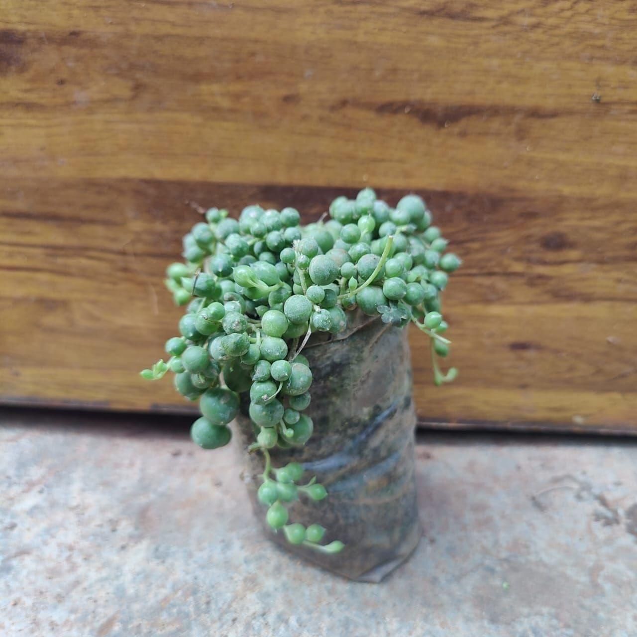 String Of Pearls Succulent in 3 Inch Nursery Bag