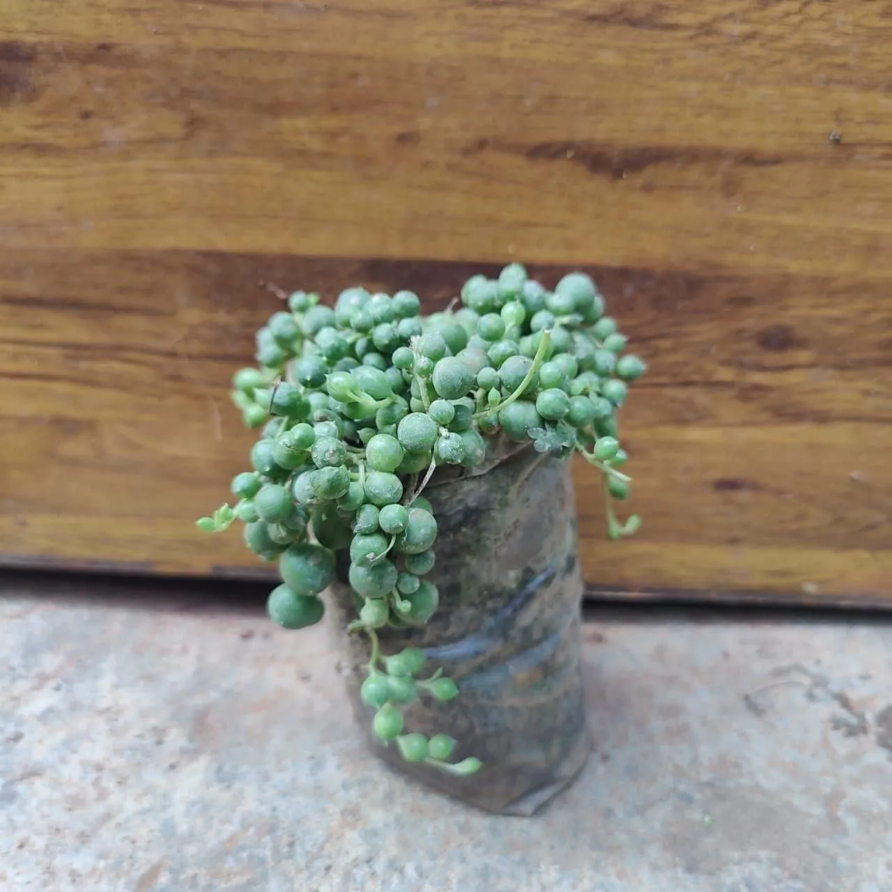 String Of Pearls Succulent in 3 Inch Nursery Bag