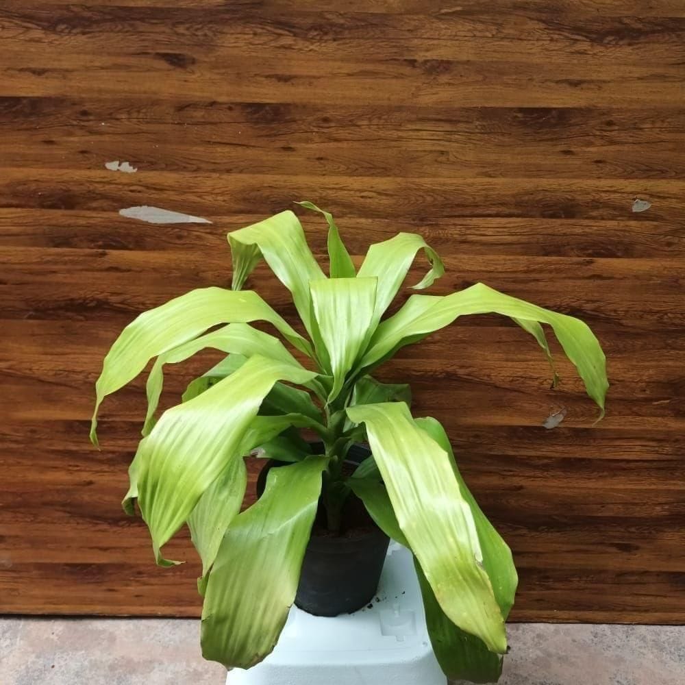 Buy Dracaena Green in 5 Inch Plastic Pot Online | Urvann.com Dracaena Green in 5 Inch Nursery Pot