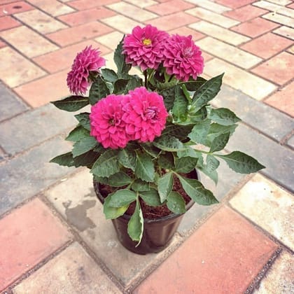 Dahlia (any colour) in 6 Inch Nursery Pot (colour may vary)