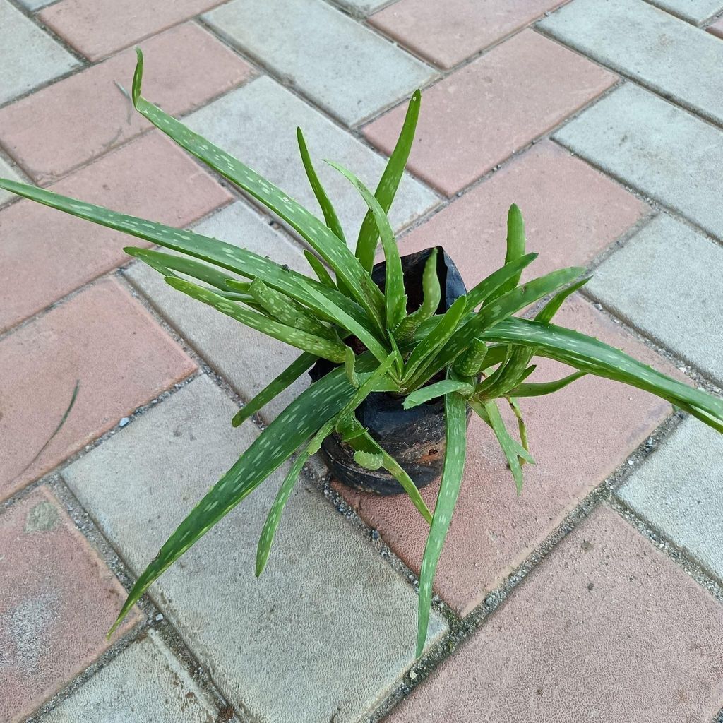 Aloe Vera Medicinal plant in 4 Inch Nursery Bag