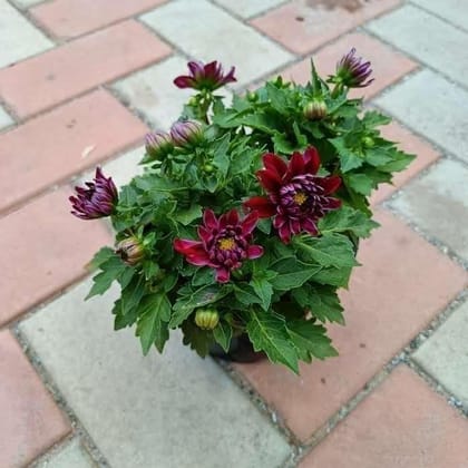 Buy Dahlia (Seasonal any colour) in 5 Inch Plastic Pot Online | Urvann.com