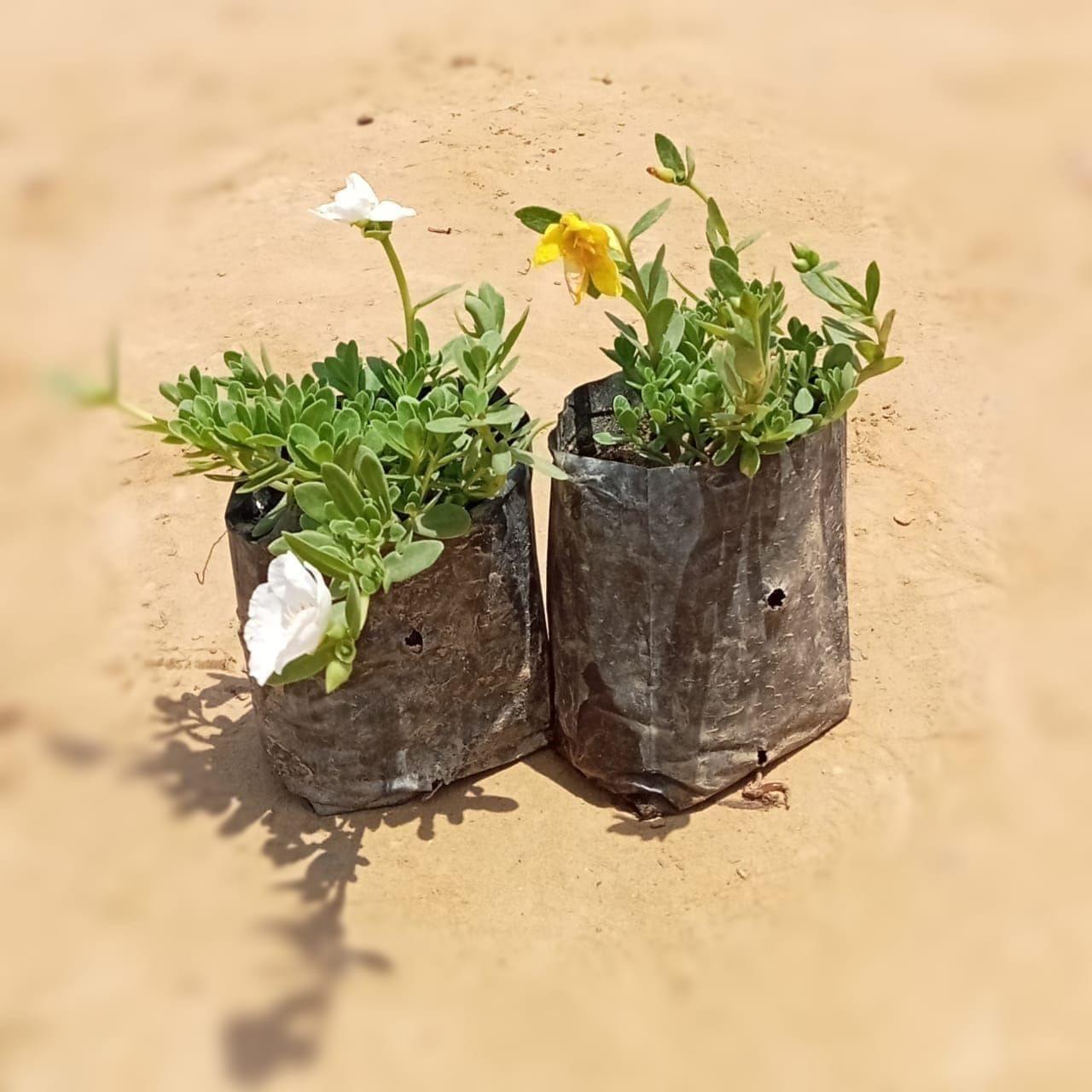 Set of 2 - Kulfa / Purslane in 4 Inch Nursery Bag