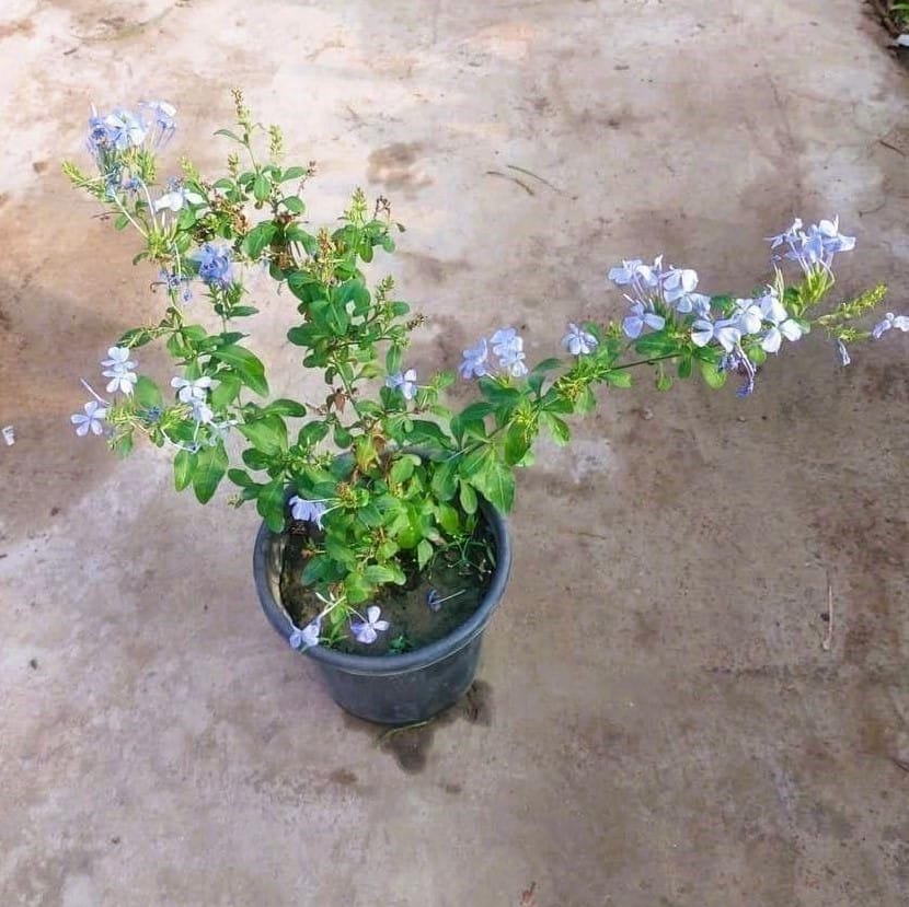 Plumbago (any colour) in 8 Inch Nursery Pot