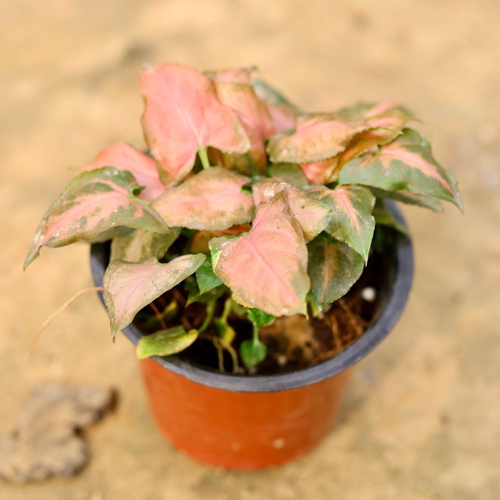 Syngonium Pink in 3 Inch Nursery Pot