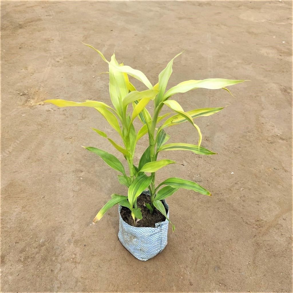 Golden Lucky Bamboo in 5 Inch Nursery Bag