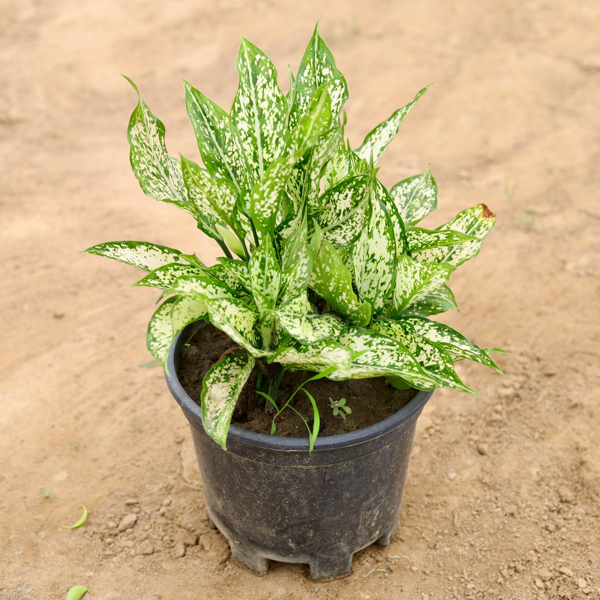 Aglaonema Snow White in 6 Inch Nursery Pot