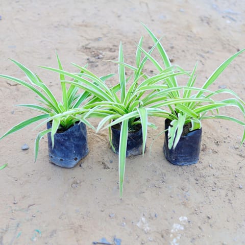 Set of 3 - Spider Plant in 3 Inch Nursery Bag