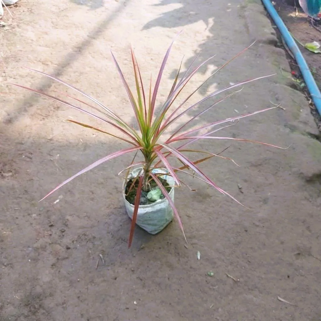 Dracaena colorama / Marginata Pink in 5 Inch Nursery Bag