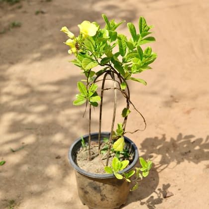 Allamanda Creeper (any colour) in 10 Inch Nursery Pot