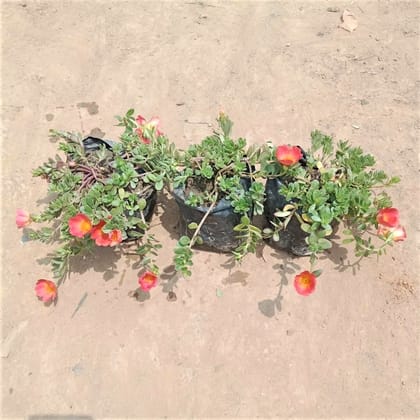 Set of 3 - Kulfa / Common Purslane in 5 Inch Nursery Bag