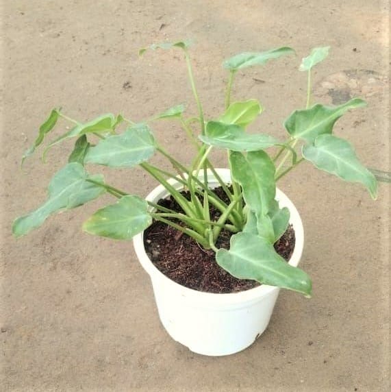 Dwarf Xanadu in 4 Inch Nursery Pot