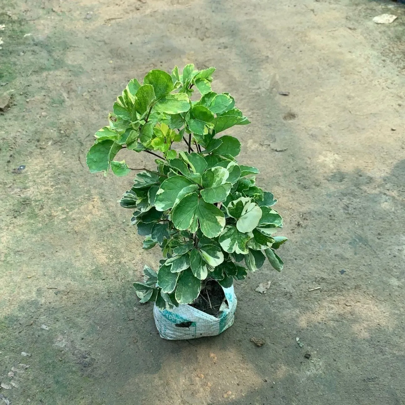 Aralia Butterfly in 5 Inch Nursery Bag