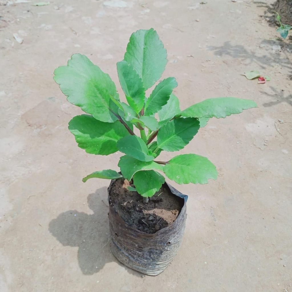 Pattarchatta in 4 Inch Nursery Bag