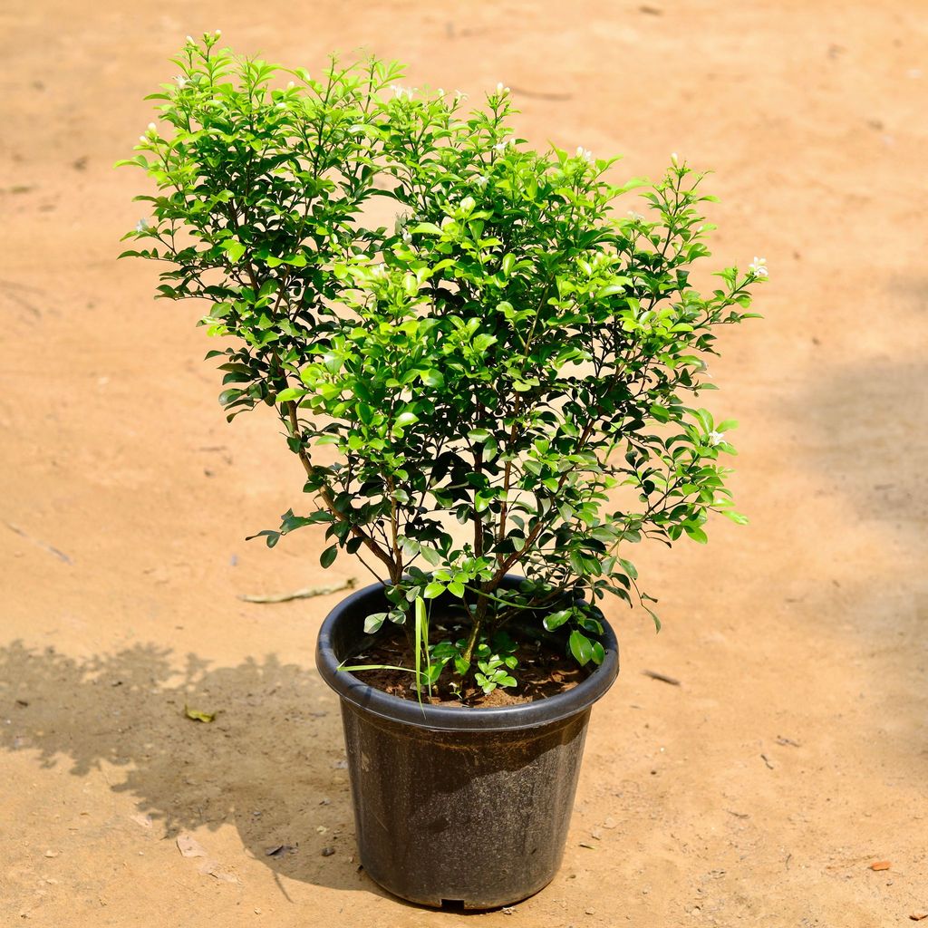 Buy Madhukamini White (~ 1 ft) in 10 Inch Plastic Pot Online | Urvann.com Madhu Kamini White (~ 1 ft) in 10 Inch Nursery Pot