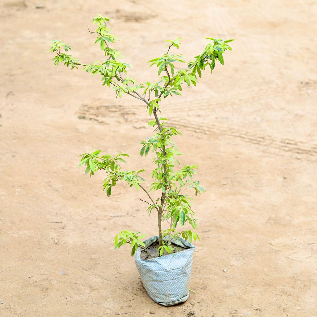 Buy Lemonia (any colour) in 7 Inch Nursery Bag Online | Urvann.com Lemonia (any colour) in 7 Inch Nursery Bag