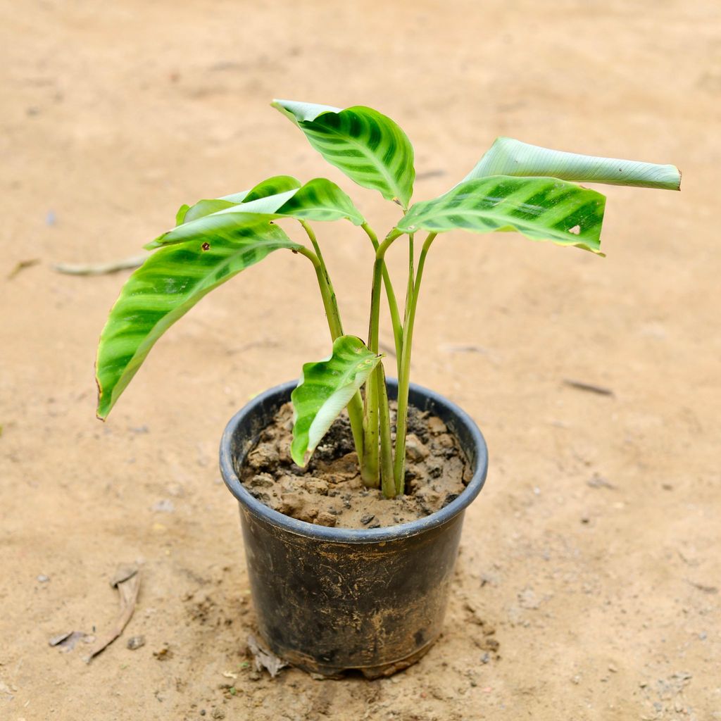 Calathea Zebrina in 6 Inch Nursery Pot
