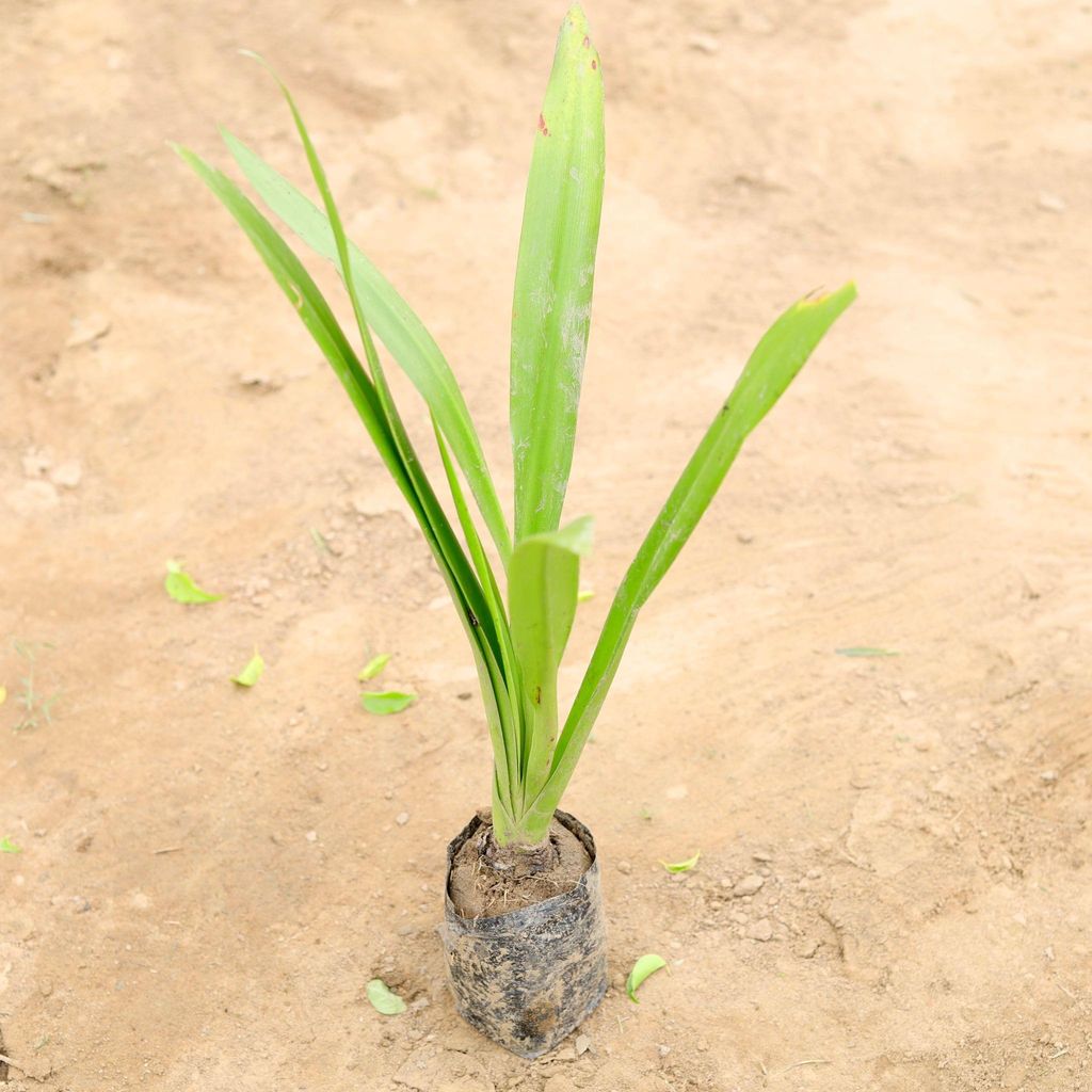 Buy Lily White in 4 Inch Nursery Bag Online | Urvann.com Lily White in 4 Inch Nursery Bag