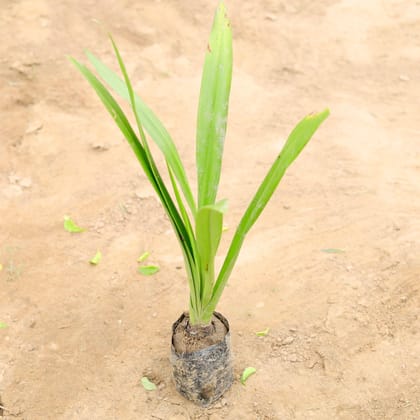 Buy Lily White in 4 Inch Nursery Bag Online | Urvann.com