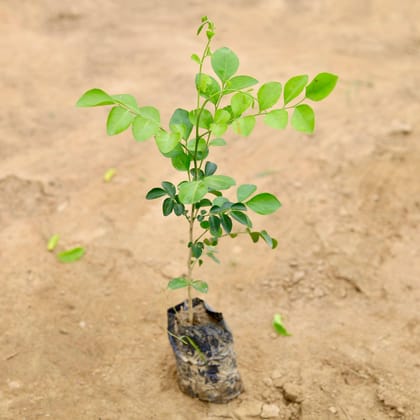 Buy Murraya / Madhu Kamini (any colour) in 4 Inch Nursery Bag Online | Urvann.com