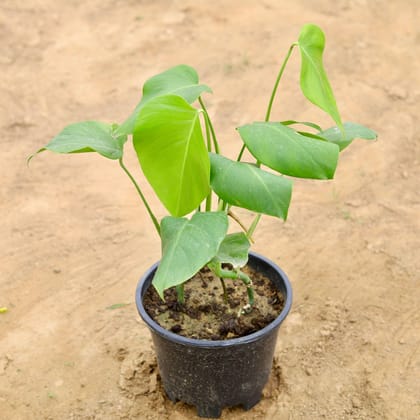 Buy Monstera Full leaf in 8 Inch Plastic Pot Online | Urvann.com