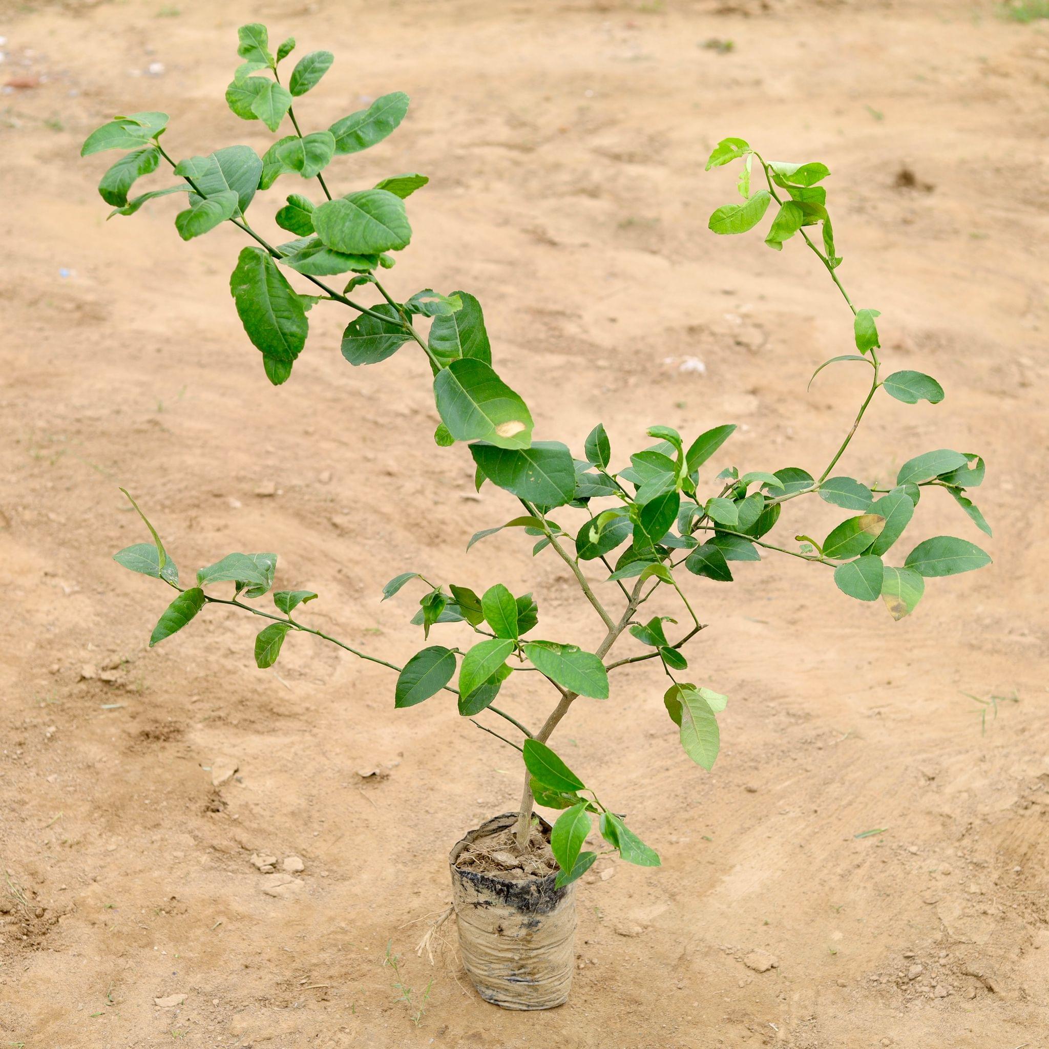 Nimbu / Lemon Kagzi in 4 Inch Nursery Bag