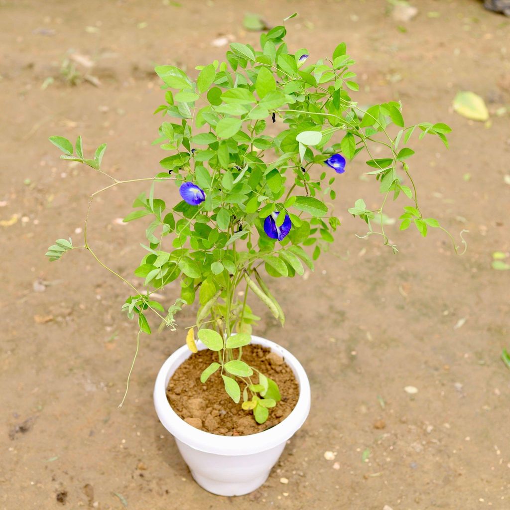 Buy Aparajita (any colour) in 6 Inch White Classy Plastic Pot Online | Urvann.com Aparajita (any colour) in 6 Inch White Classy Plastic Pot