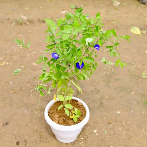 Aparajita (any colour) in 6 Inch White Classy Plastic Pot