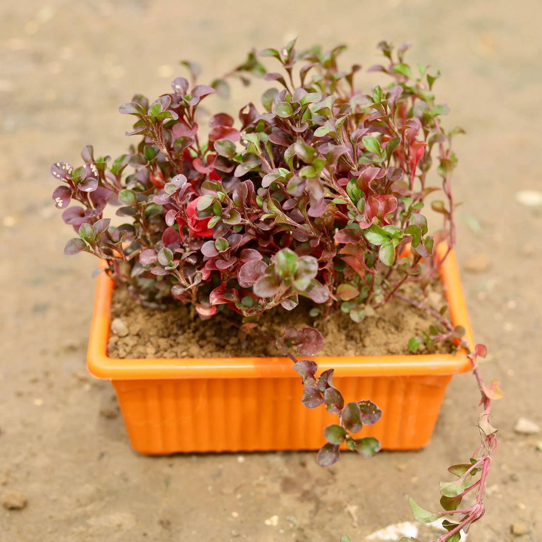 Alternanthera Red in 8 X 4 Inch Classy Rectangular Window Plastic Planter (any colour)