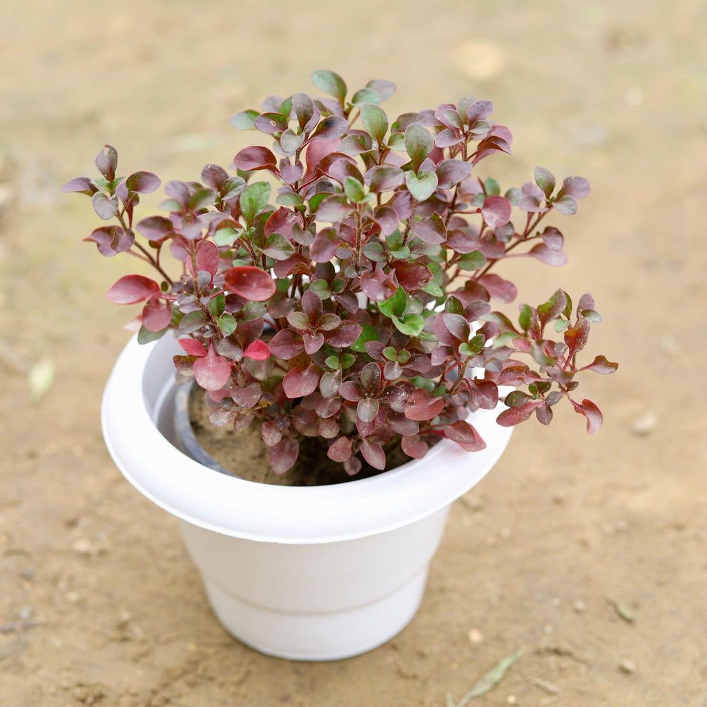 Alternanthera Red in 6 Inch White Classy Plastic Pot