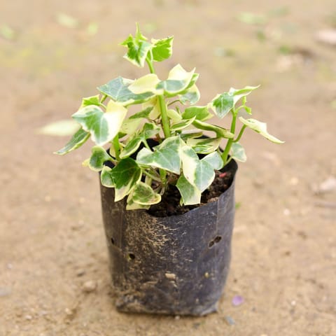 English ivy in 4 Inch Nursery bag