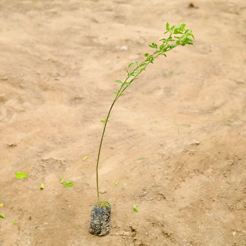 Chameli (any colour) in 4 Inch Nursery Bag