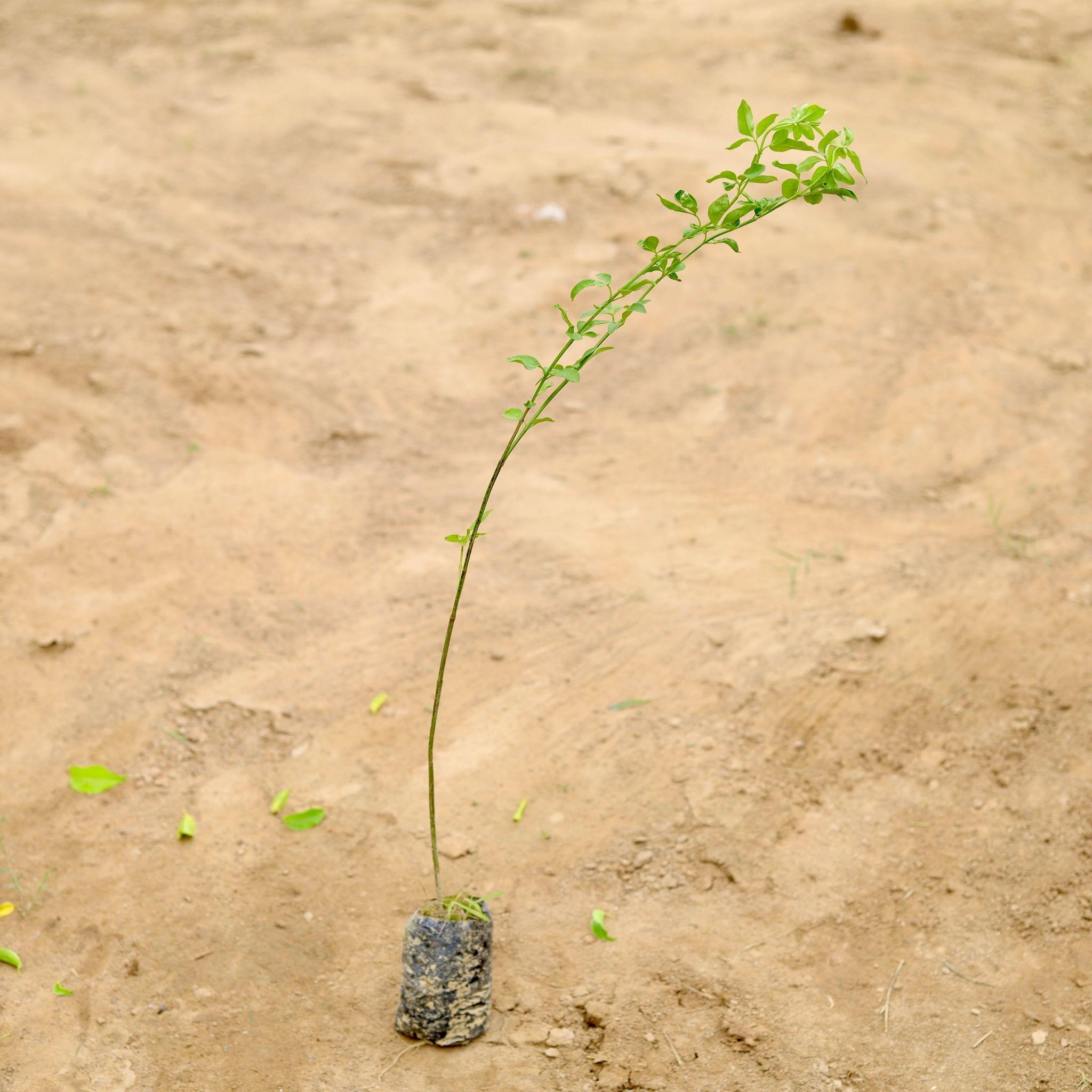 Chameli (any colour) in 4 Inch Nursery Bag